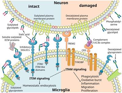 Therapeutic potential to target sialylation and SIGLECs in neurodegenerative and psychiatric diseases